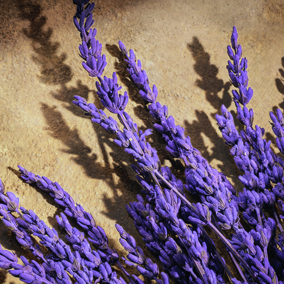 DG DEVOTION FOR MEN PARFUM 100ML